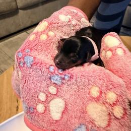 Lulú - Chocolate and rust female Miniature Pinscher puppy in Villa Rica, Georgia from Bridget GreenBoddy
