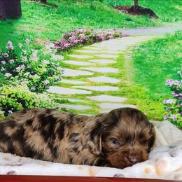 Toby - Merle male Cavapoo puppy in Marshfield, Missouri from Clearview Kennels