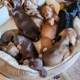 Dachshund Puppies from Blue Mist Dachshunds