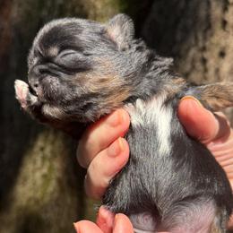 Girl 3 - Tricolor female Shih Tzu puppy in Mobile, Alabama from FluffyTail Shih Tzu
