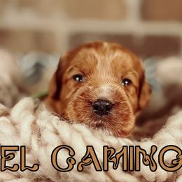 El Camino - Red female Australian Labradoodle puppy in Decatur, Alabama from Southern Meadows Doodles