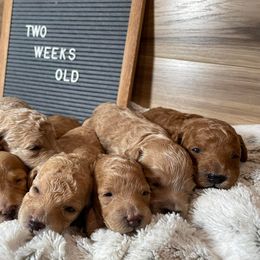 Cockapoo Puppies from Greenview Puppies