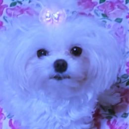 Venus - Maltese
