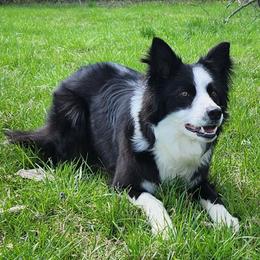Rizzo - Border Collie