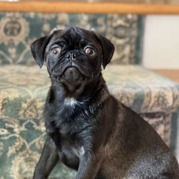 Blue Collar Boy - Black Pug puppy in Greeneville, Tennessee from Bear Mountain Farms