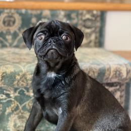 Blue Collar Boy - Black Pug puppy in Greeneville, Tennessee from Bear Mountain Farms