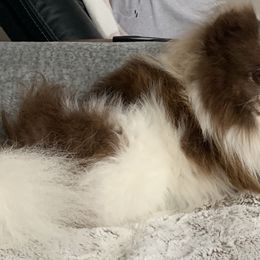 TUCKER - Pomeranian