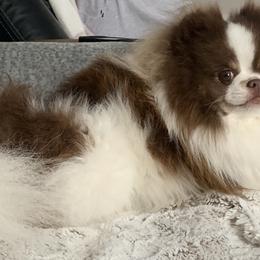 TUCKER - Pomeranian