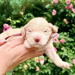 Avery (pink) - Cream female Cockapoo puppy in Denver, Pennsylvania from Greenview Puppies