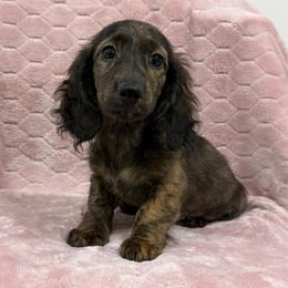 Buster - Brindle male Dachshund puppy in Lincoln, Arkansas from Red Dirt Dachshunds