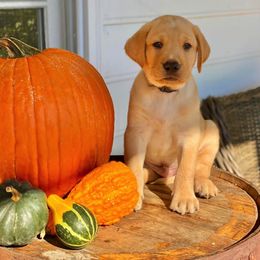 Labrador Retriever Puppies from Green Acres Labradors