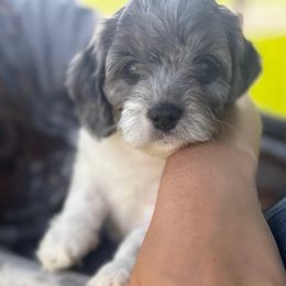 Gunther - Merle male Cavapoo puppy in Battle Lake, Minnesota from Panda Puppies