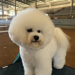 Daisy - Bichon Frise