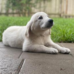 Mr. Grey - Light golden Golden Retriever puppy in Conroe, Texas from Golden Keys Kennels