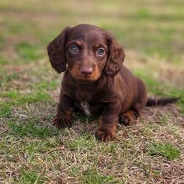 Eira (Winnie) - Chocolate and tan female Dachshund puppy in Castalia, North Carolina from Short Stuff Doxies