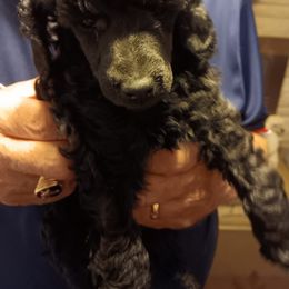 Boy 1 - Black male Poodle puppy in Harrodsburg, Kentucky from Flambeau Poodles