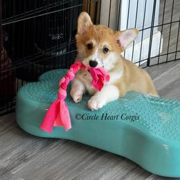 Orange Collar - Red female Pembroke Welsh Corgi puppy in Anza, California from Circle Heart Corgis