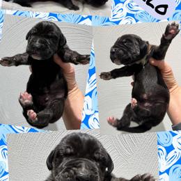Apollo - Black male Great Dane puppy in Wellsville, New York from Prophecy Danes