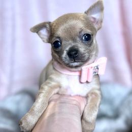 Ruby - Blue fawn female Chihuahua puppy in Mesa, Arizona from Arizona Dream Chihuahuas