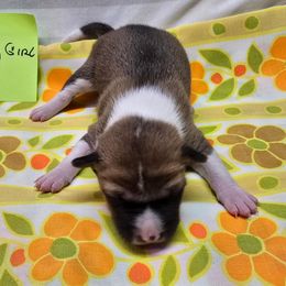 Girl 1 - Red and white female Basenji puppy in Caldwell, Texas from Candyce Witte