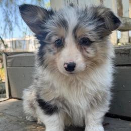 Jordan (fluffy) - Blue merle and white male American Corgi puppy in East Oakdale, California from Rhettro Kennels