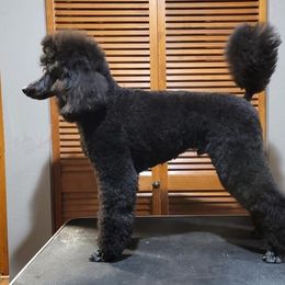 Hero - Poodle