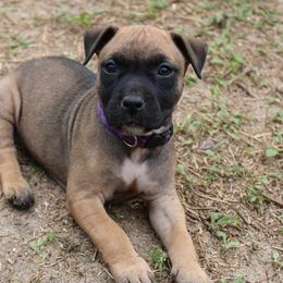 American Pit Bull Terrier Puppies from Mythos K9s