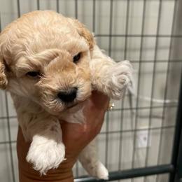 Cavapoos, Goldendoodles, Labradoodles, Poodles, and Sheepadoodles from Wagadoodlesnw