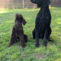 Goldendoodle and Poodle All Grown Up from Whiskey Row Royals