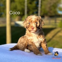 Coco - Chocolate merle female Bernedoodle puppy in Sugarcreek, Ohio from Cuddly Companion Doodles
