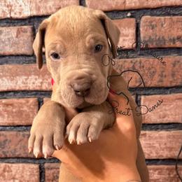 Aster - Silver male Great Dane puppy in Norton, Ohio from Guilty Pleasure Great Danes & Frenchies