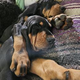 Black and Tan Coonhound Puppies from Summitt Black and Tans