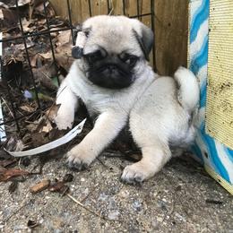 Pug Puppies from Pickwick Pugs