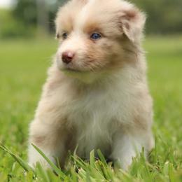 Daisy - Red merle female Australian Shepherd puppy in Star City, Arkansas from Blush & Lace Aussie Co.