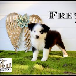 Freya - Black tri female Miniature Australian Shepherd puppy in Madisonville, Texas from Flying LL Aussies