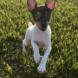 Toy Fox Terrier Puppies from DynAsty Toy Fox Terriers