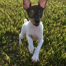 Toy Fox Terrier Puppies from DynAsty Toy Fox Terriers