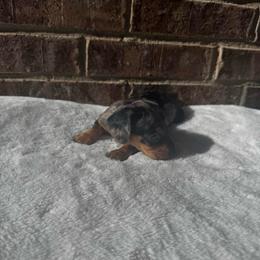 Pink Collar F - Dapple female Dachshund puppy in Odessa, Texas from K9 Royal Club