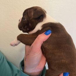 Boston Terrier Puppies from Drew Simmons