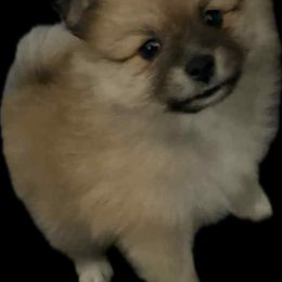 Pomeranian Puppies from ARC Kennels
