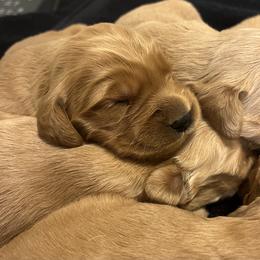 Aspen - Golden male Golden Retriever puppy in Blackfoot, Idaho from Ivy’s Goldens