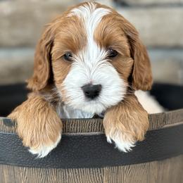 Pink Collar - Red female Australian Labradoodle puppy in Chesterfield, Virginia from South River Doodles