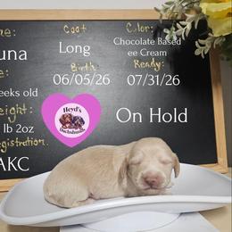 Luna - Cream female Dachshund puppy in Hoquiam, Washington from Heyd's Mini Dachshunds