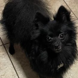 Bear Bear - Pomeranian