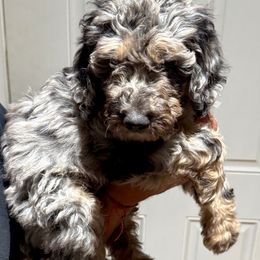 Boy 4 - Goldendoodle puppy from Empire Doodles