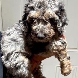 Boy 4 - Goldendoodle puppy from Empire Doodles