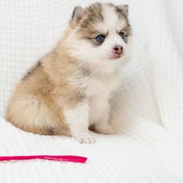 Red - Wolf sable female Pomsky puppy in Spring City, Pennsylvania from Pomsky Power Puppies