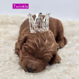 Twinkle - Red  female Goldendoodle puppy in Neillsville, Wisconsin from Granton Creek