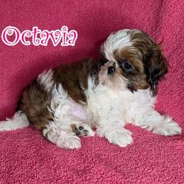Octavia - Red and white female Shih Tzu puppy in Surprise, Arizona from Arizona Shih Tzu