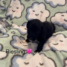 Riesling - White and black female Bordoodle puppy in Republic, Missouri from Holland Hilltop Farm